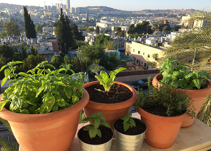 3rd Floor Apartment Gardening Series-Aloe Vera  Modest Jerusalem